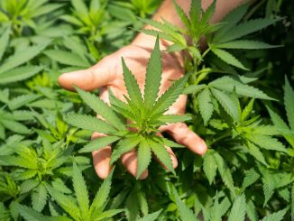 Les différentes façons de consommer du CBD